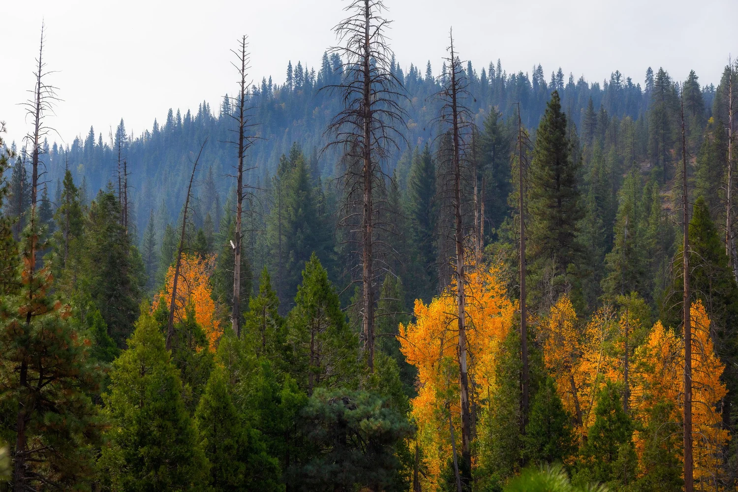 SEKI-Fall-15.jpg