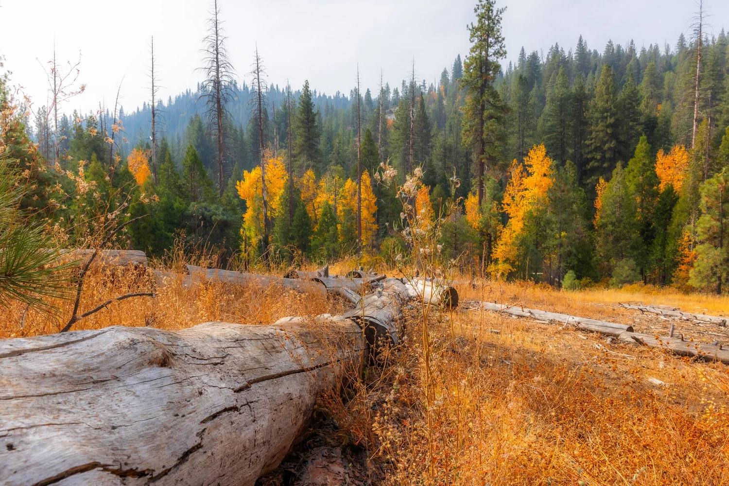 SEKI-Fall-16.jpg