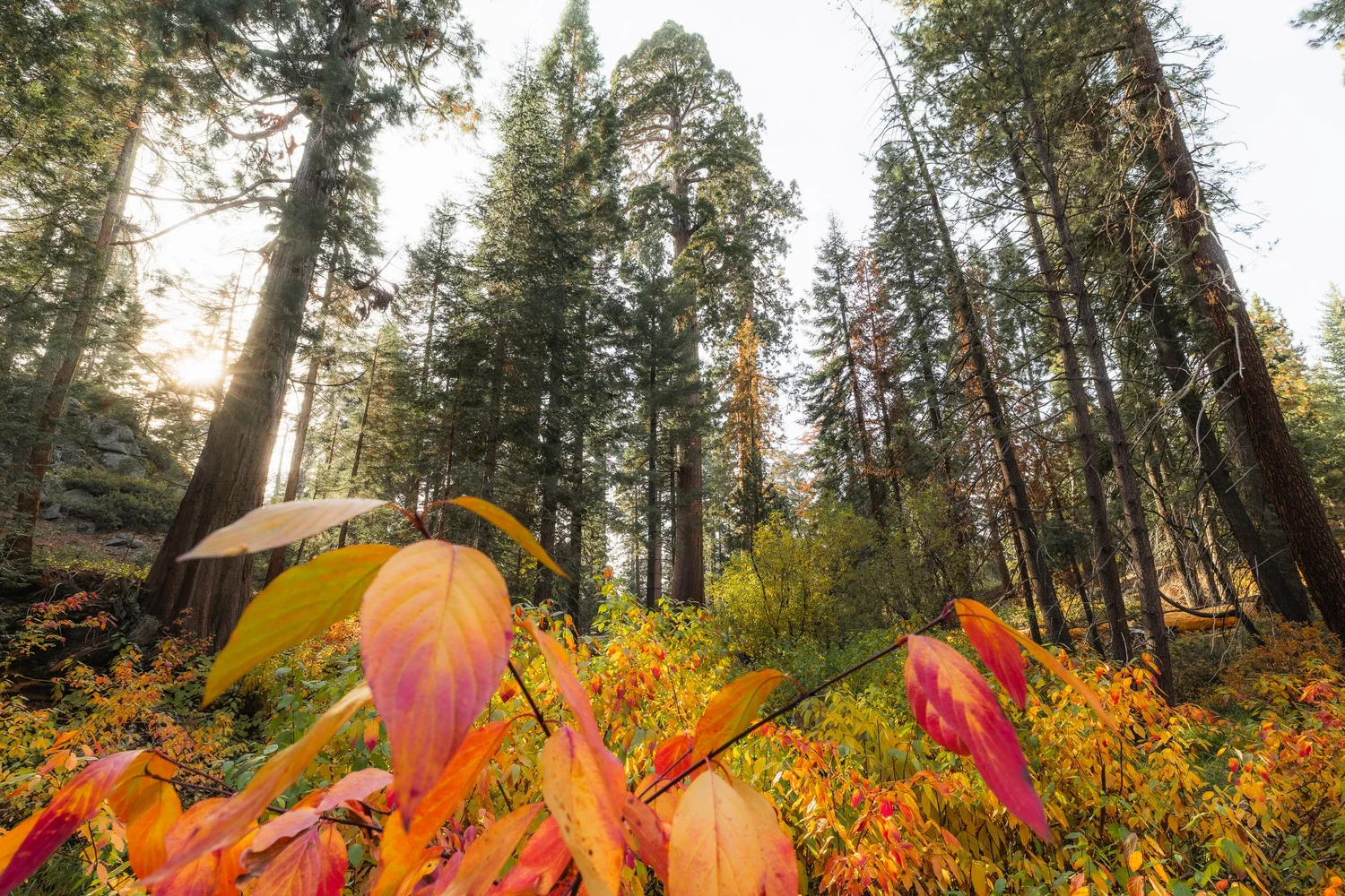 SEKI-Fall-23.jpg