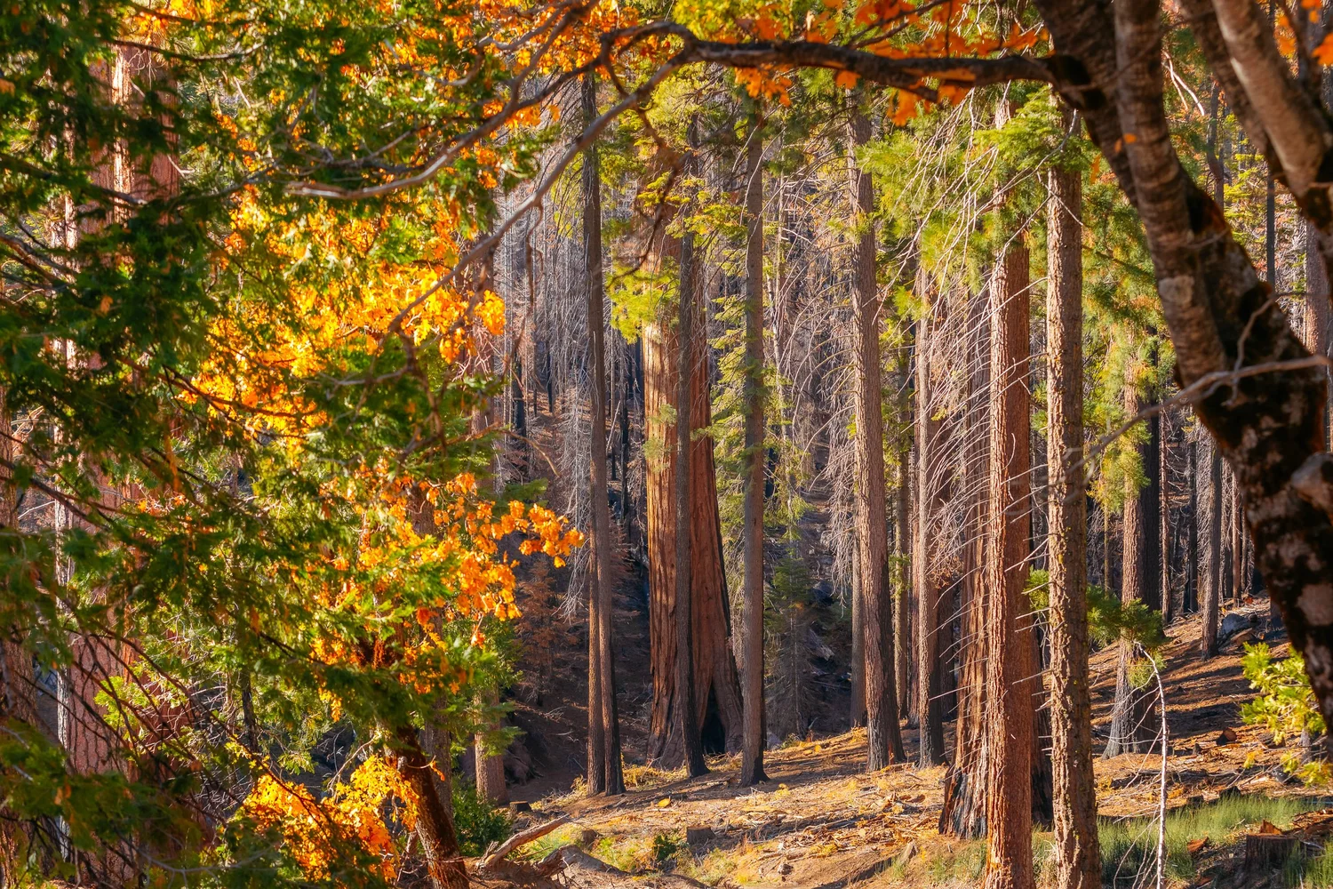 Autumn in Yosemite for Tenaya Lodge — photograph 15