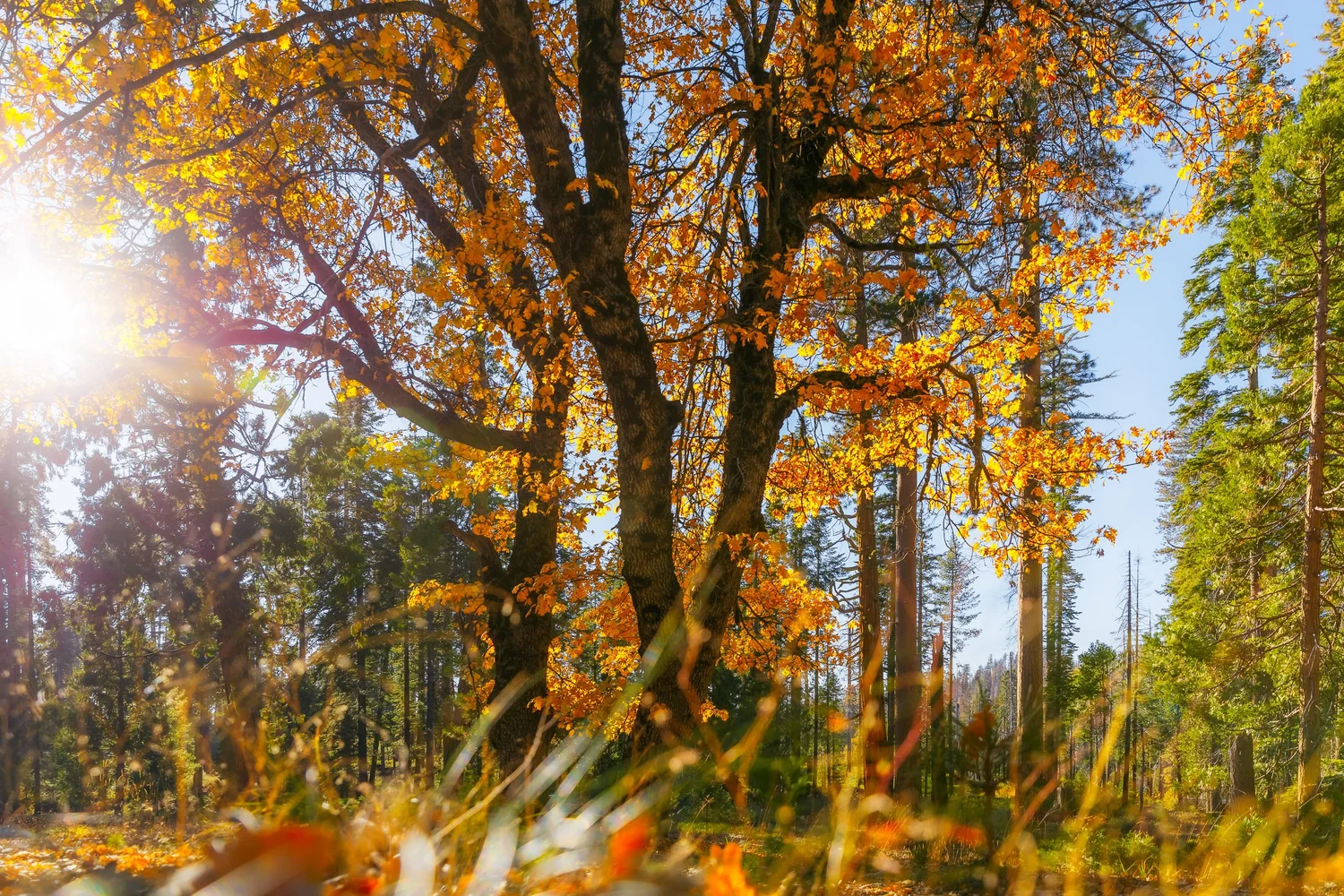 Autumn in Yosemite for Tenaya Lodge — photograph 16