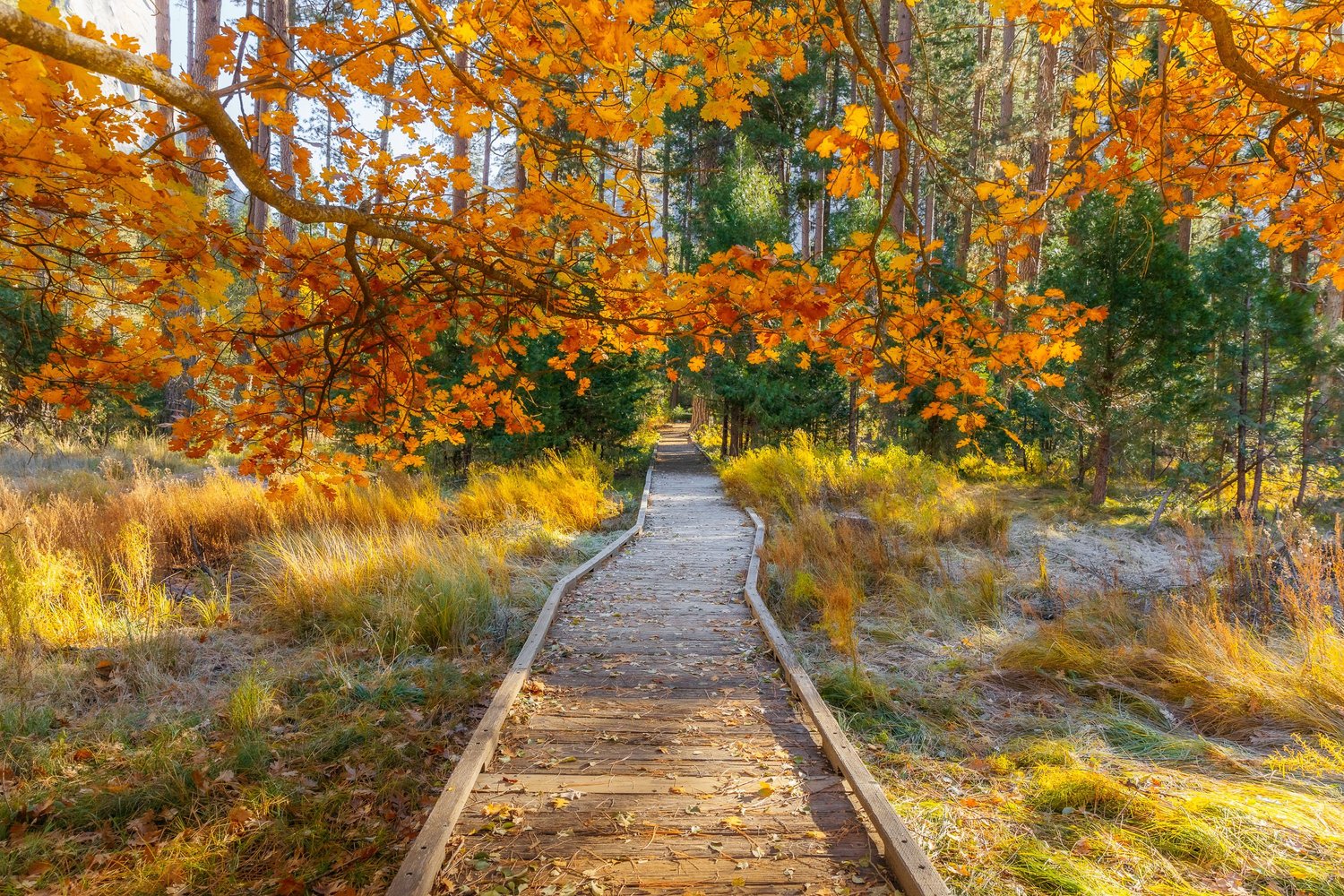 Autumn in Yosemite for Tenaya Lodge — photograph 20