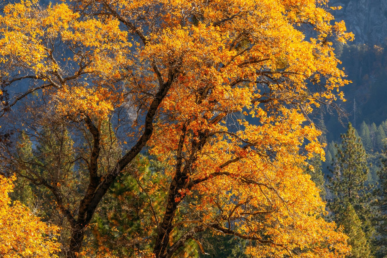 Autumn in Yosemite for Tenaya Lodge — photograph 23