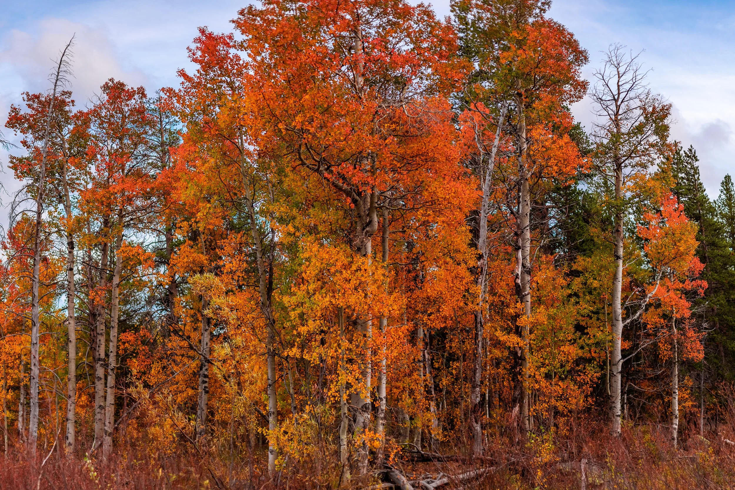 Hope-Valley-Fiery-Trees.jpg