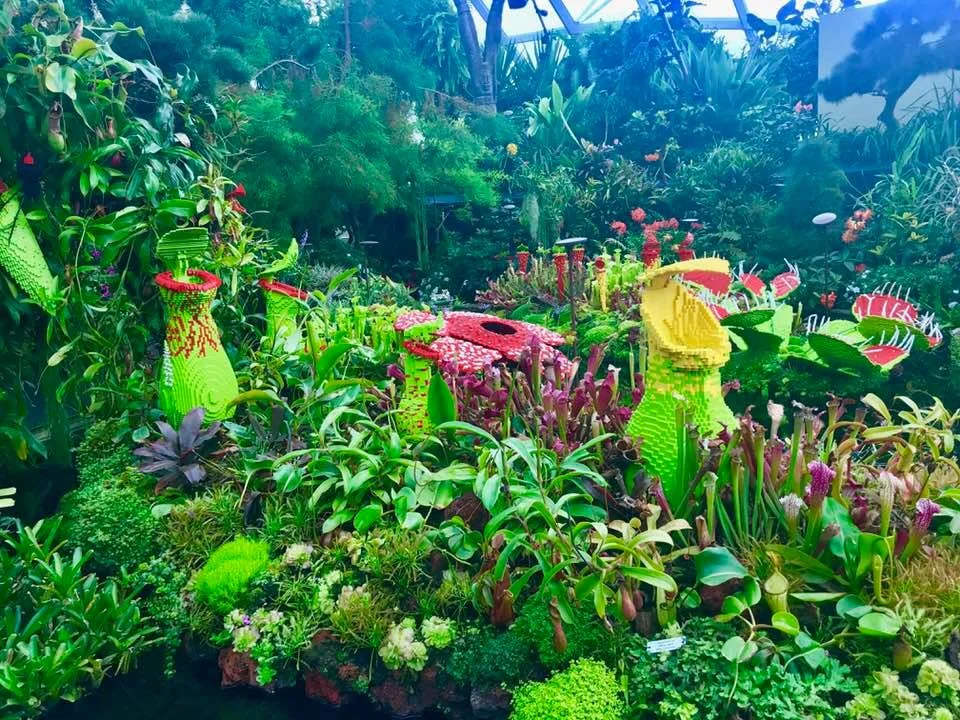 Cloud Forest