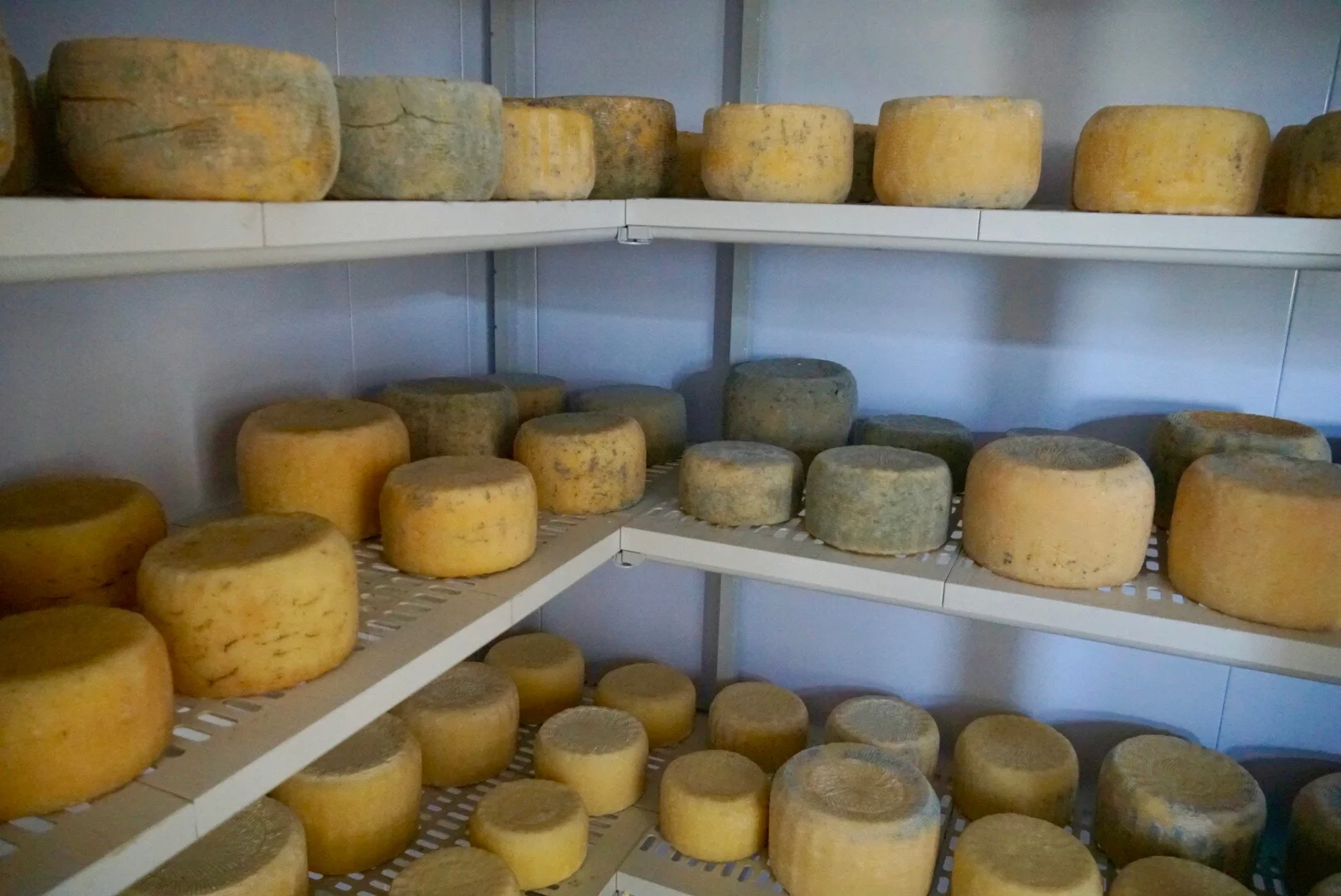 Ricotta of Sicily