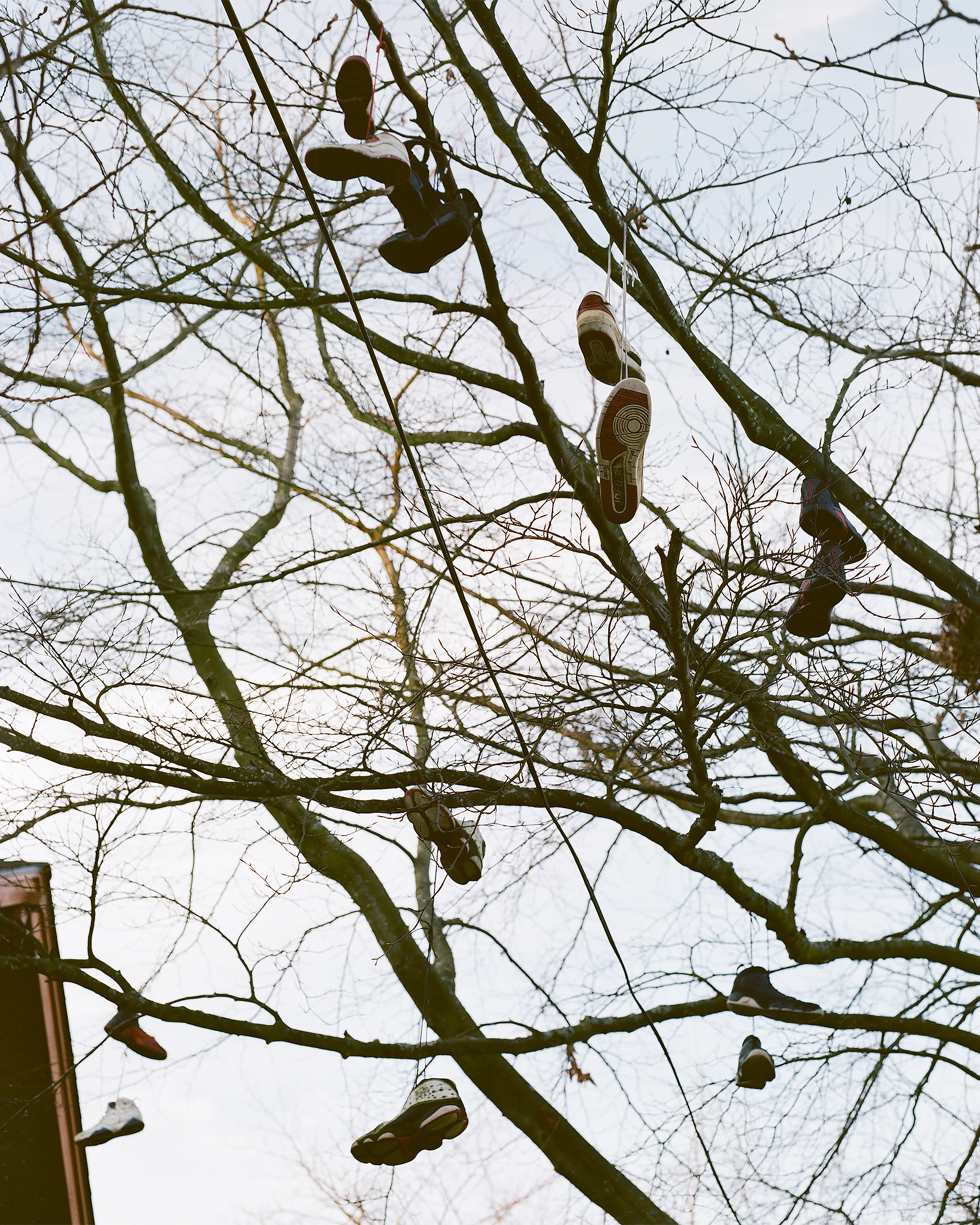 shoes in tree cropped.jpg