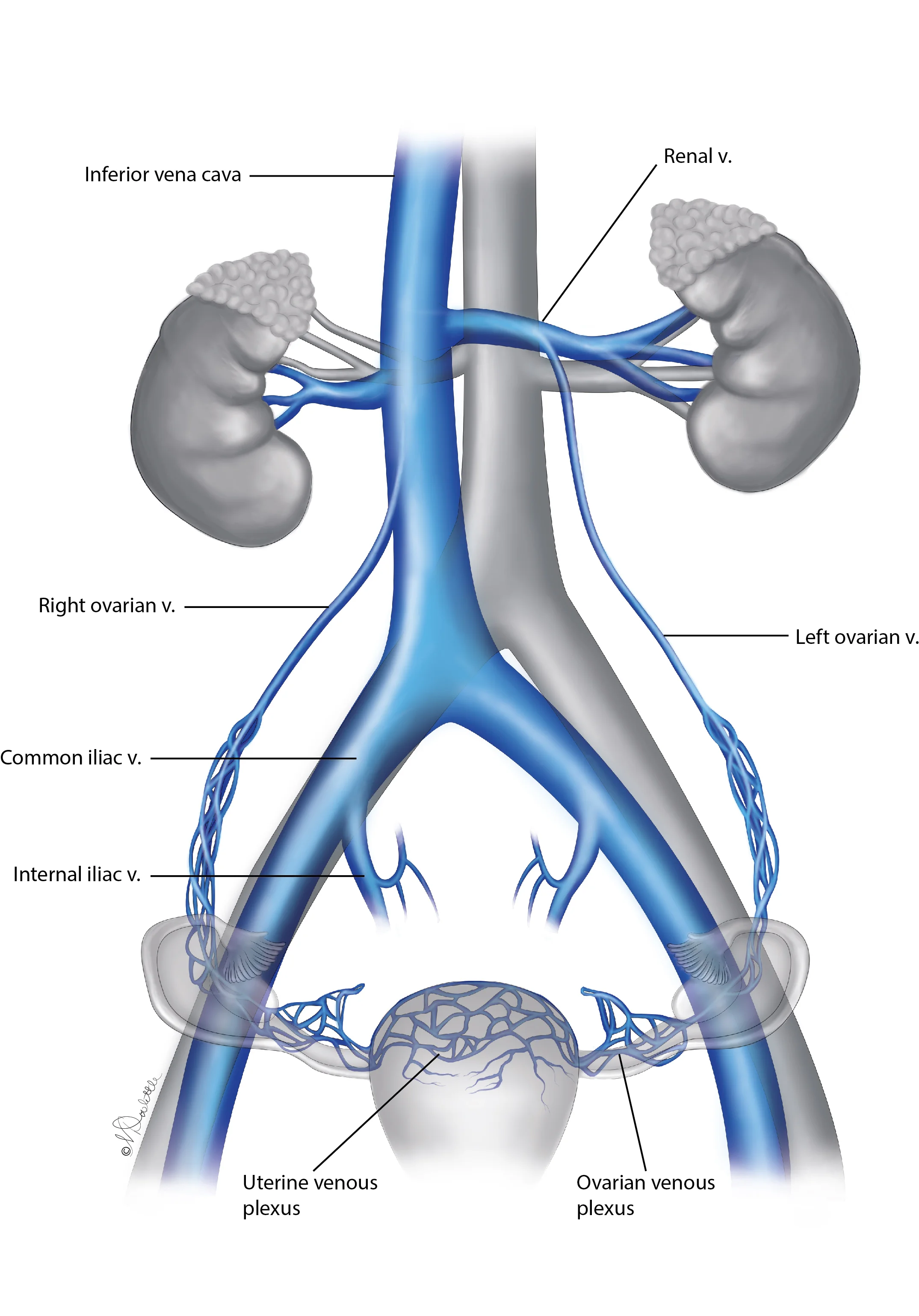 Ovarian Venous Anatomy