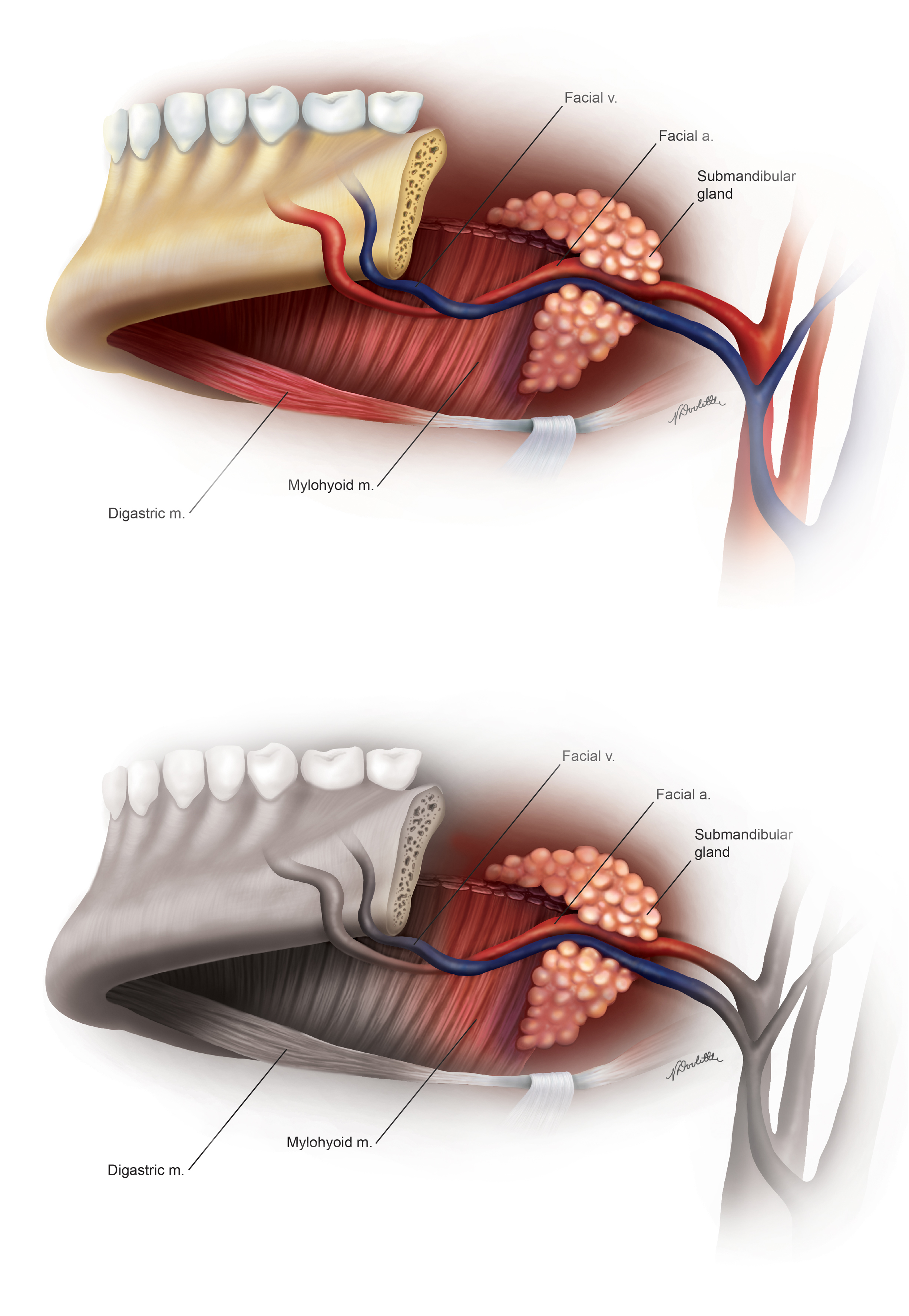 Submandibular Gland