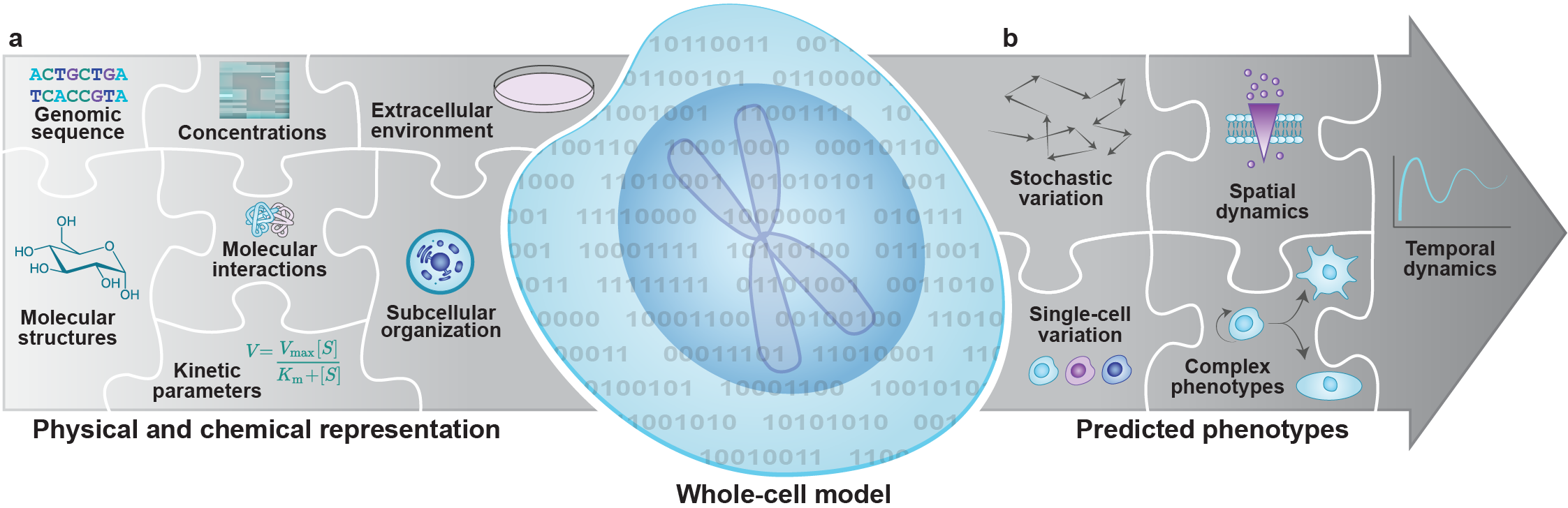 Whole-cell computational model figure