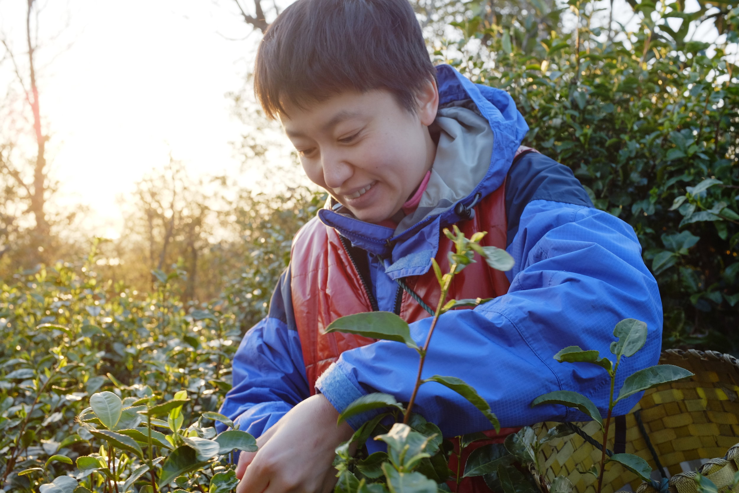 Shunan Picking Tea.JPG