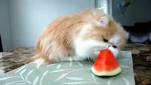 “Siri… find me a GIF for “eat more fruit”