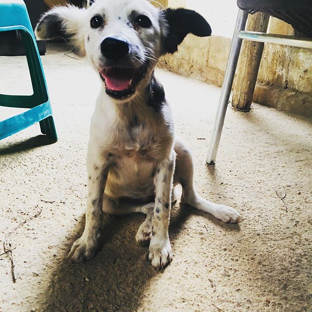 OLLIE &amp; NEGRITO (#60 &amp; #61)...
This little girl was spayed, vaccinated and given flea/tick protection. She will have a puppy free healthy life! Negrito was so happy to be home with his sister Crema after his surgery and sleep over at Dr. Juan