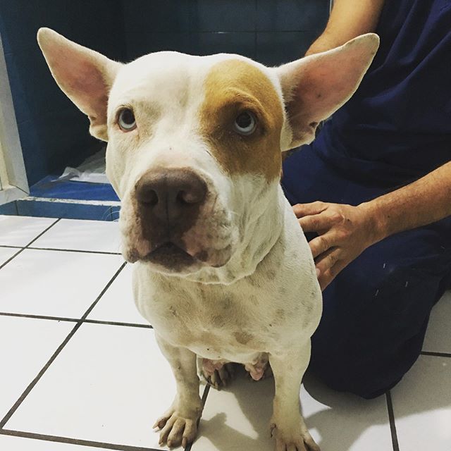 VICKY #62...This sweet pit bull with pretty blue eyes has been pregnant many times. During her last pregnancy she was hit by a car and lost all of her puppies. Finally, her owner agreed to have her spayed. Thank you Dr. Juan Erazo for generously doin