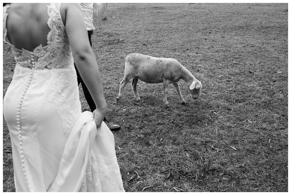 037 Gum Gully Farm Wedding.jpg