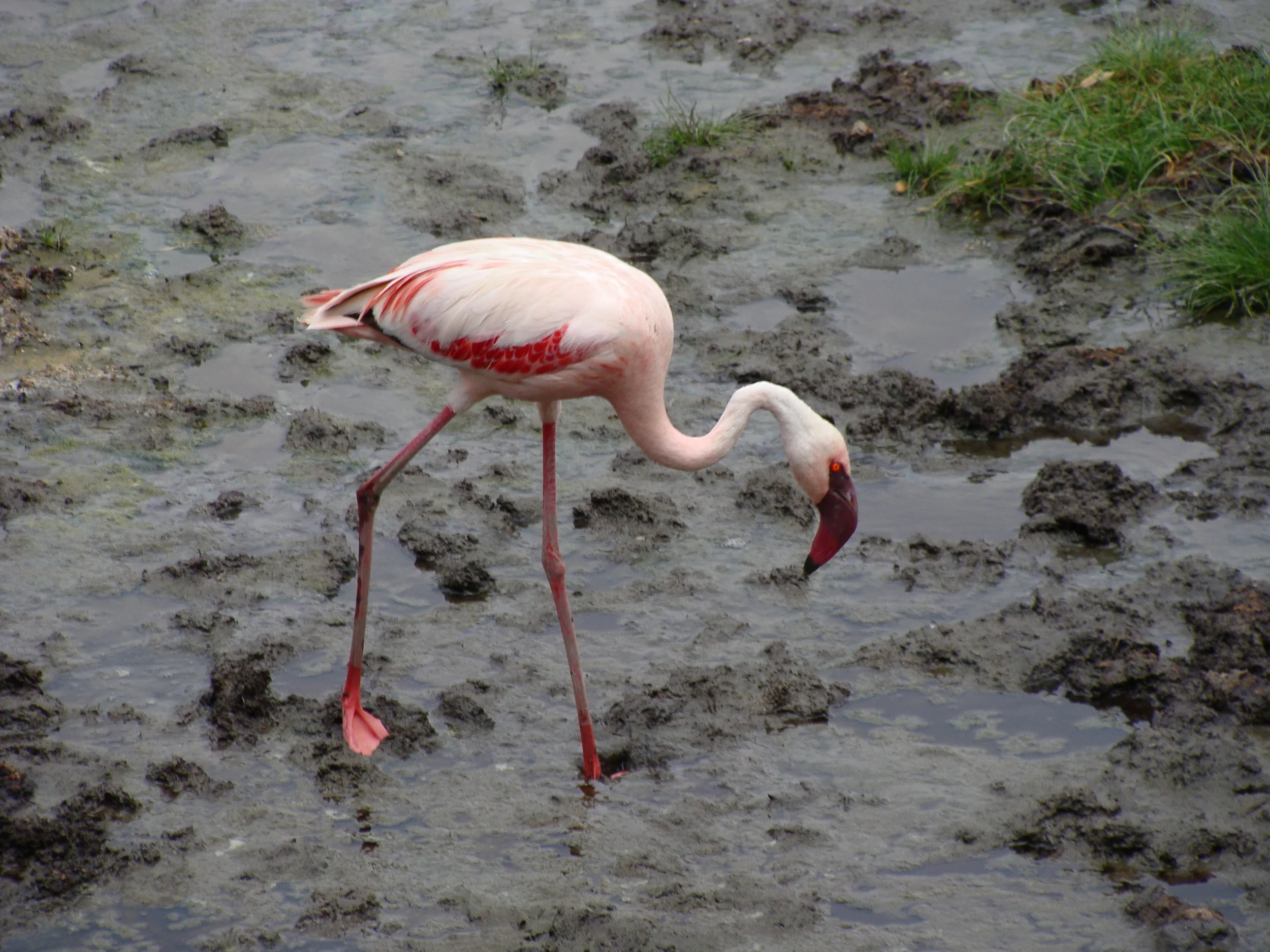 Flamingo