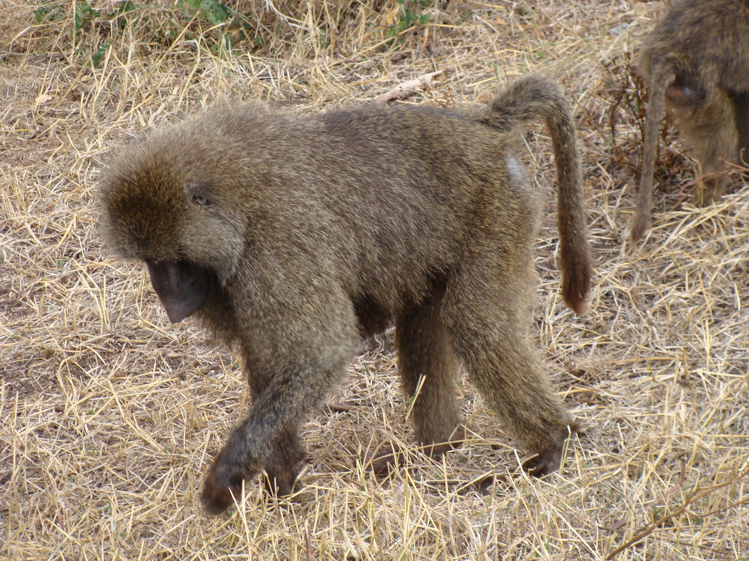 Monkey