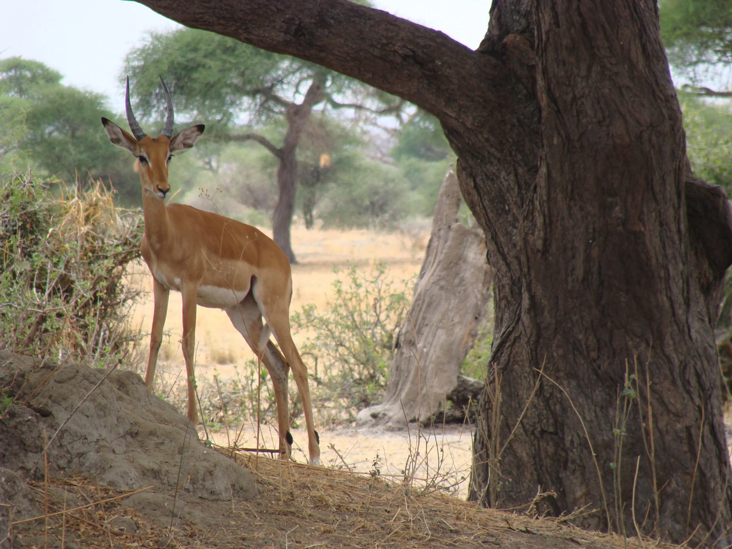African Safari - Day One