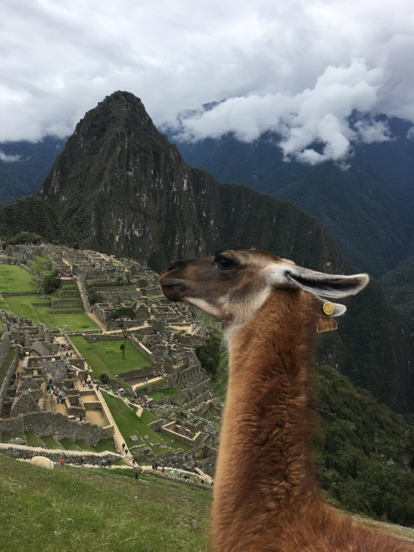 llama-machu-picchu