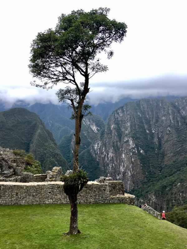 tree-machu-picchu