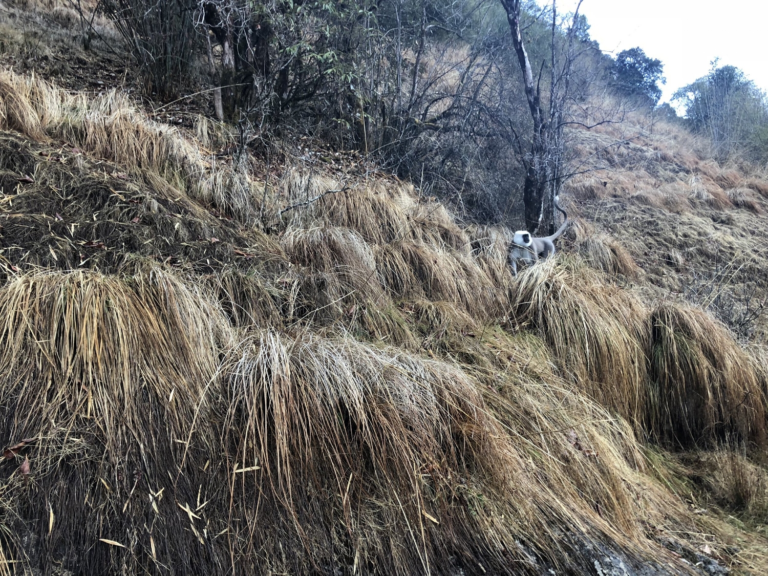 Monkey at Annapurna