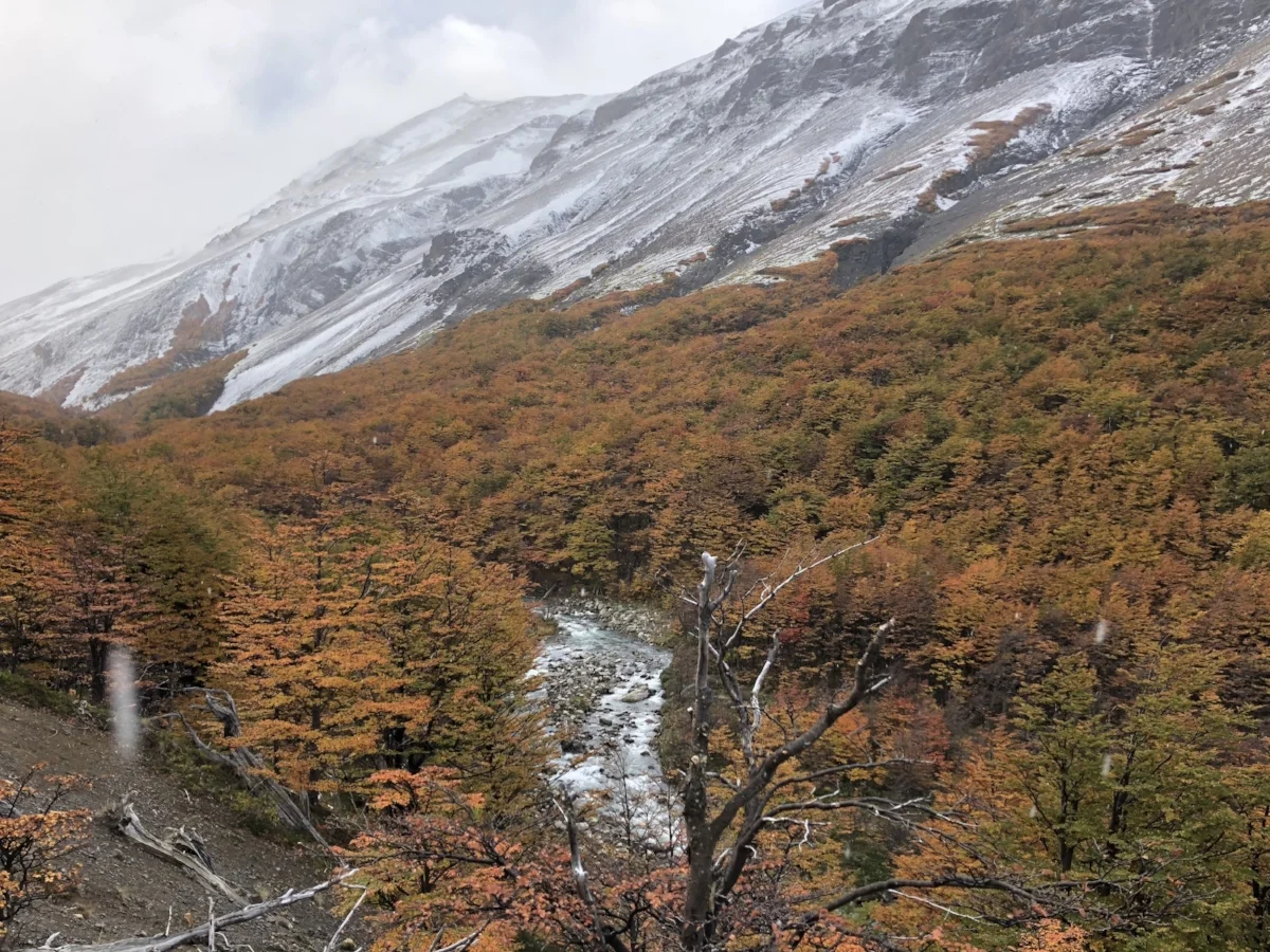 Fall foliage patagonia