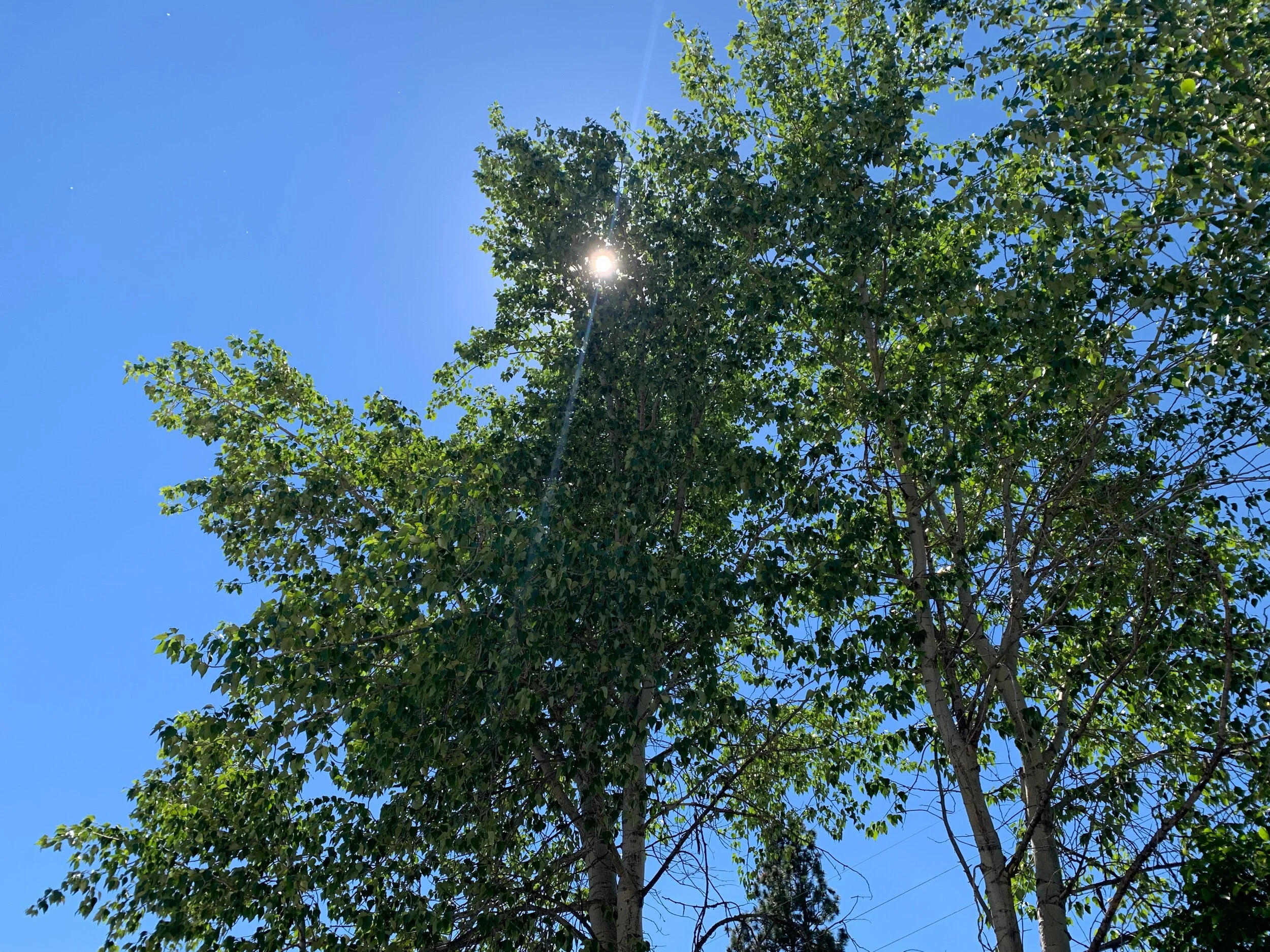 IMG_6677.jpeg