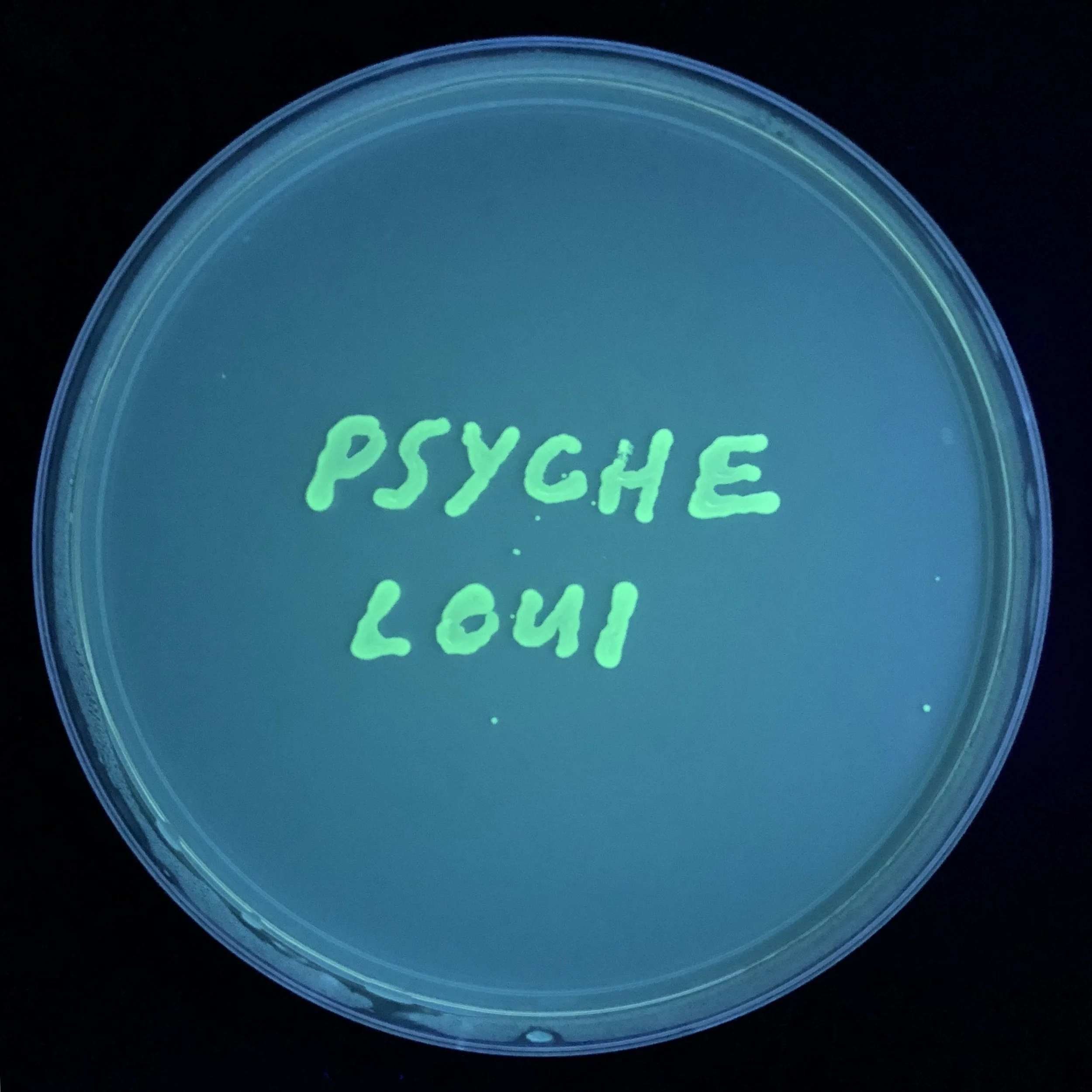 loui.jpg