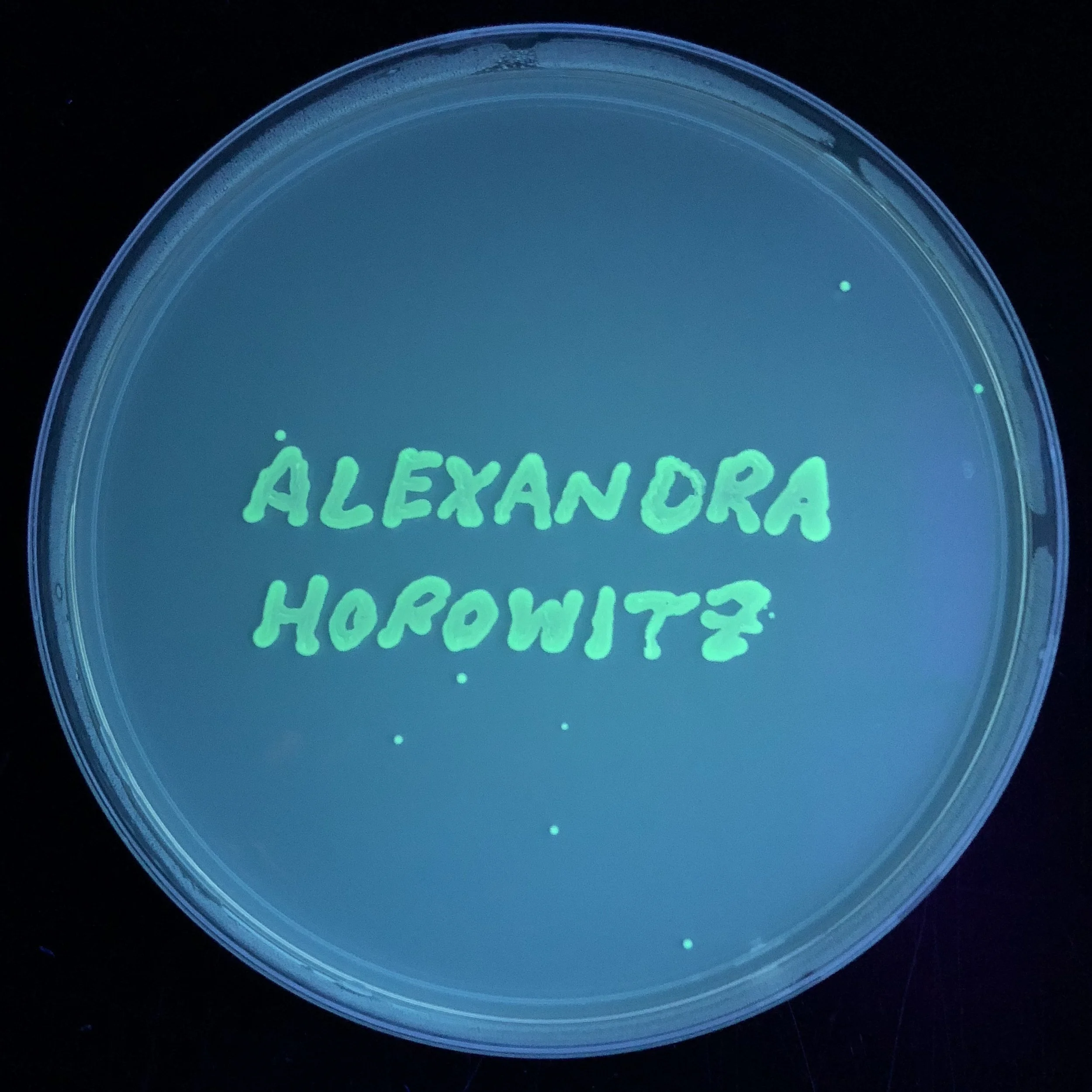 horowitz.jpg
