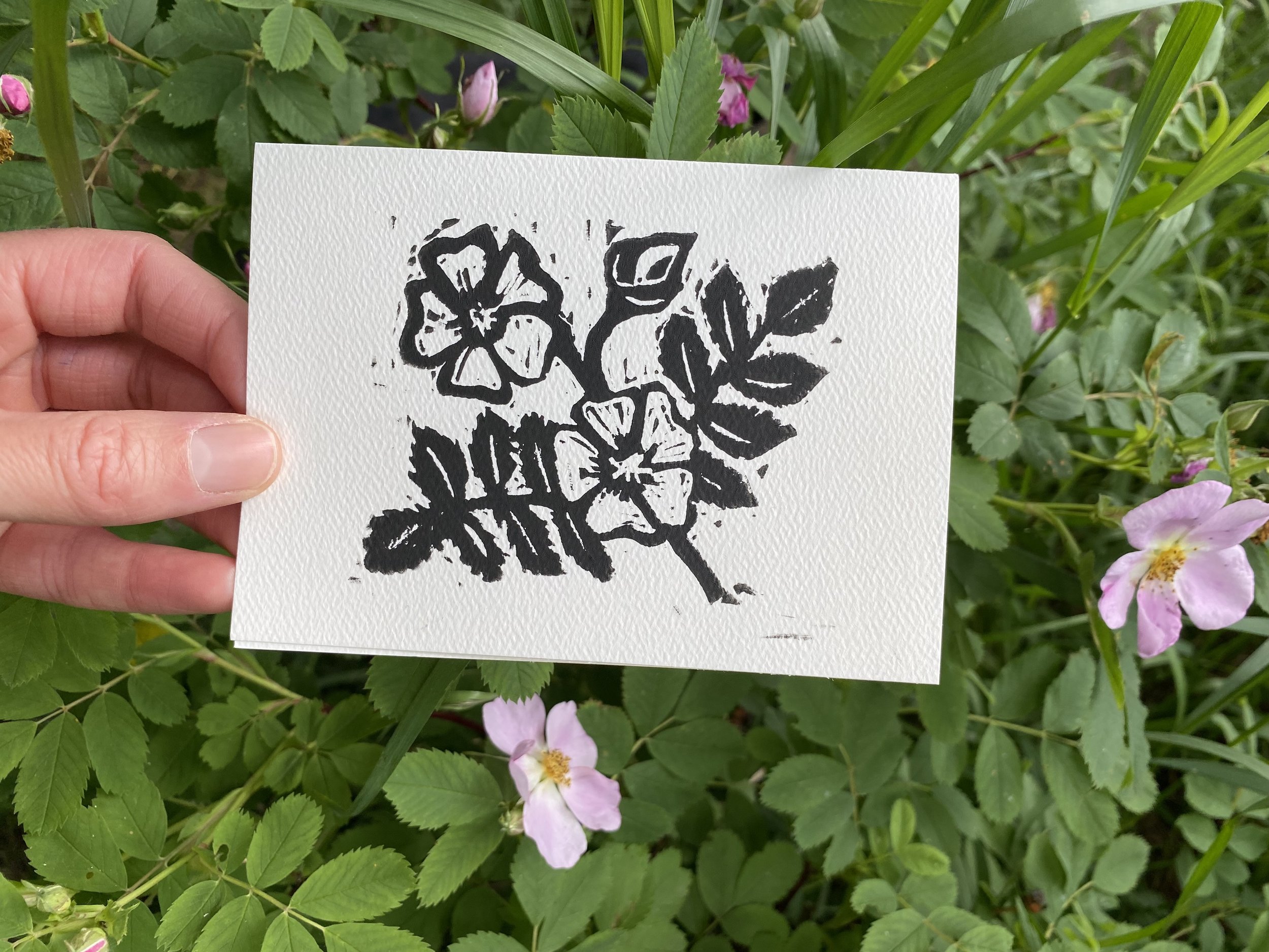 Wild Rose