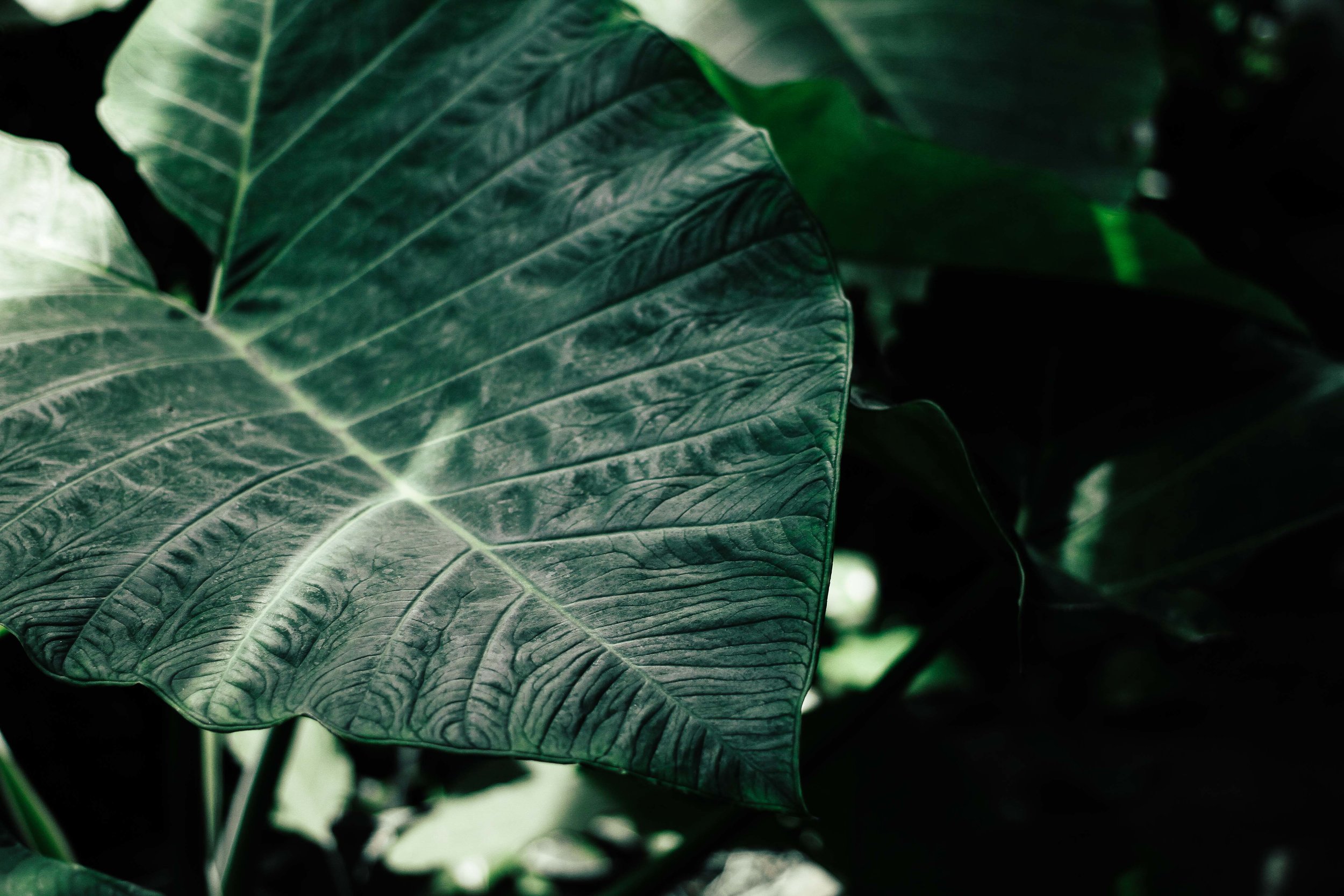 Chronic Inflammatory Response Syndrome (CIRS)