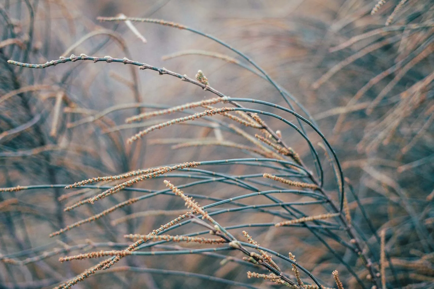 5 Fundamentals of Meditation 