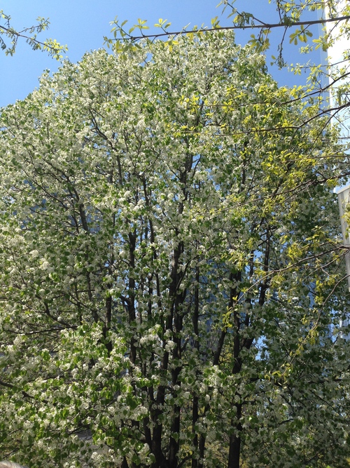 Survivor Tree in NYC in full bloom, May 2015