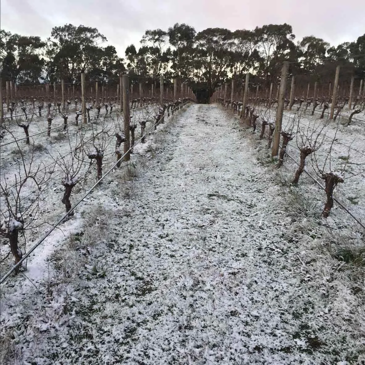 Winter: time for the vines to rest