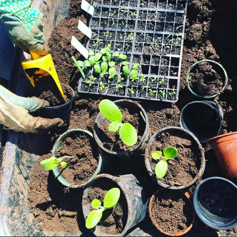 Potting up the cucumbers. Getting ready for summer veges.