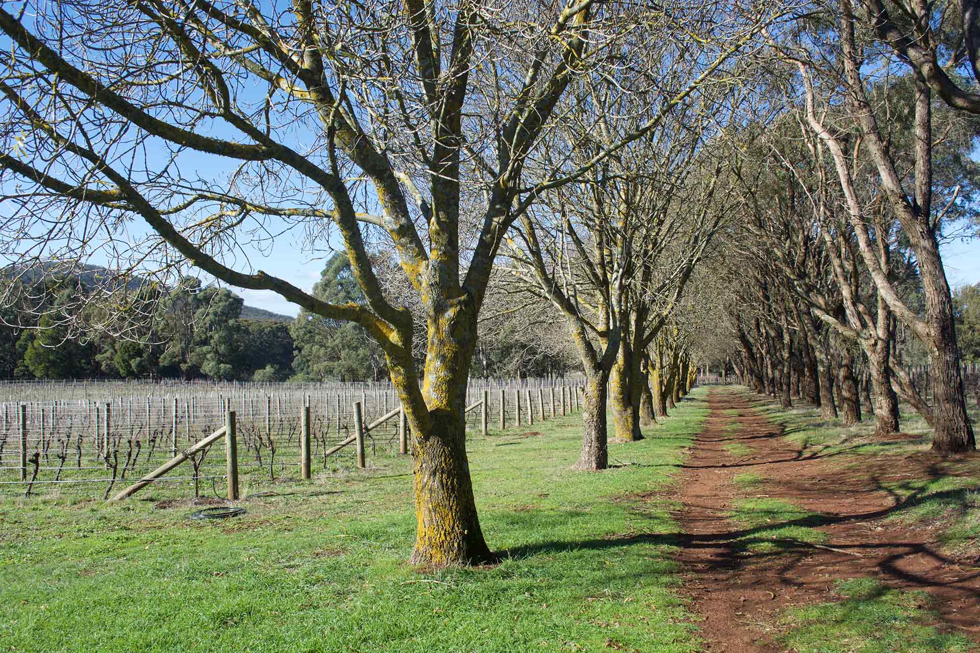 vineyard-2.jpg