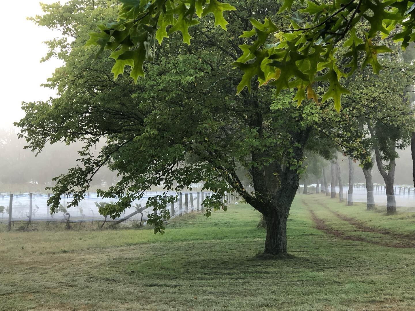 wilimee-family-run-macedon-ranges-vineyard-making-chardonnay-and