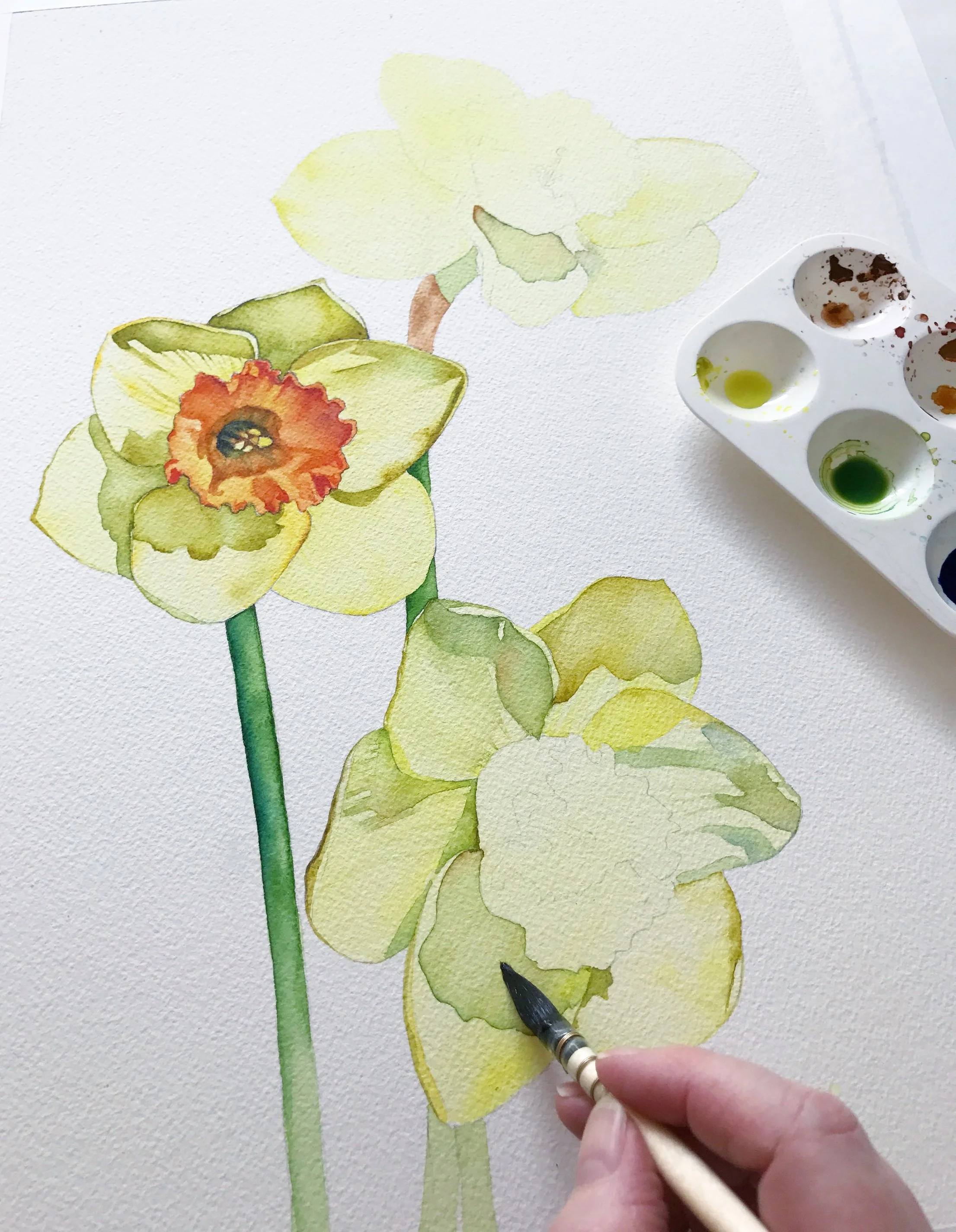 watercolour-daffodils-painting-in-progress