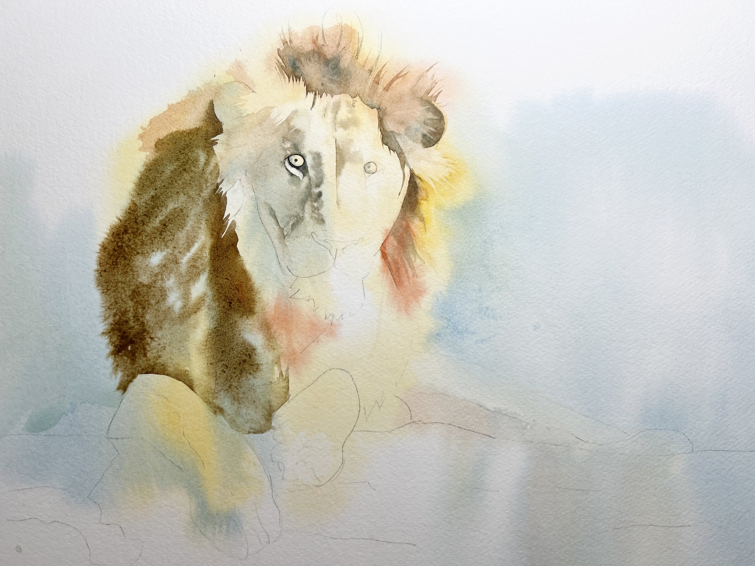 Early layers of a watercolour lion painting showing loose washes and initial colour placement.