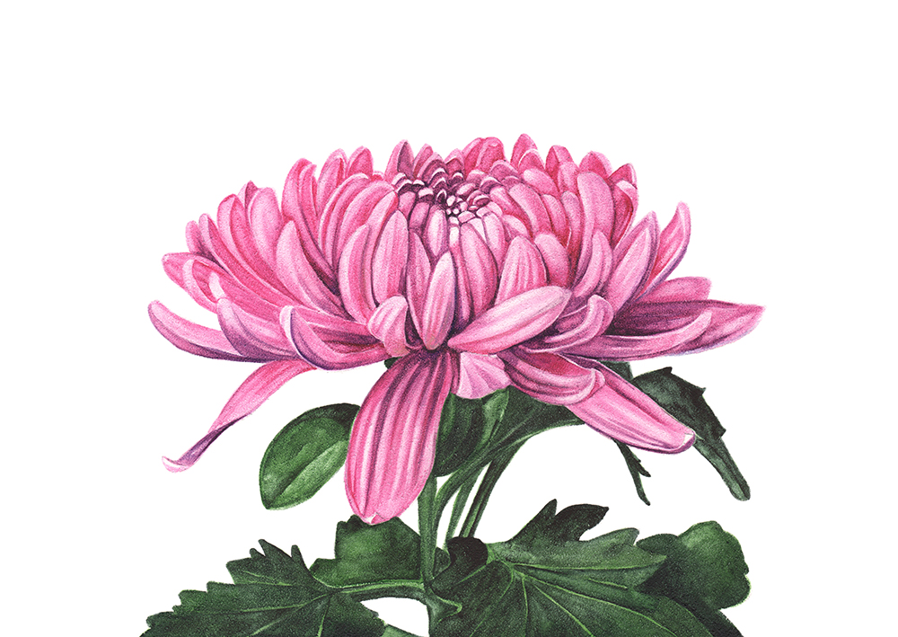 How to Paint Chrysanthemums in Watercolour