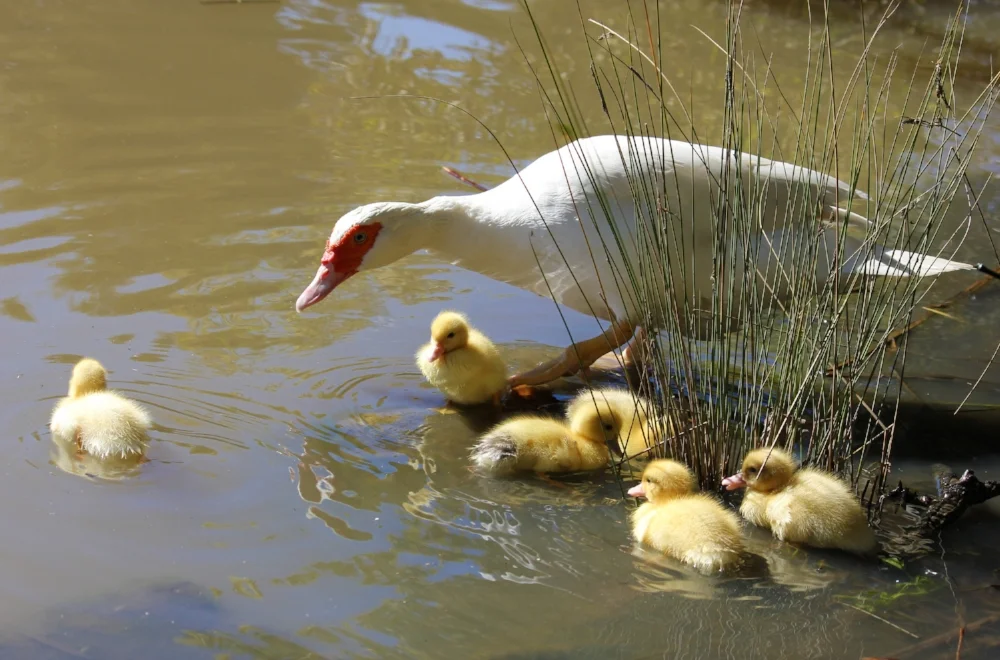 Mum had her wings full with this lot. 