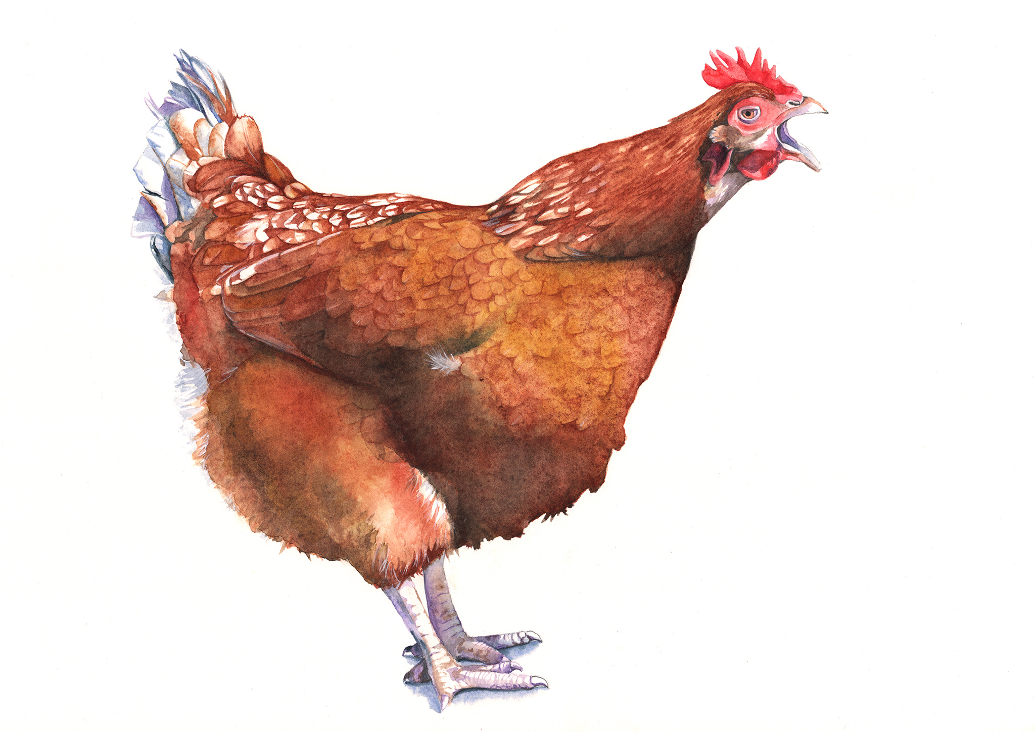 Chicken Henrietta Pivel reduced C7115.jpg