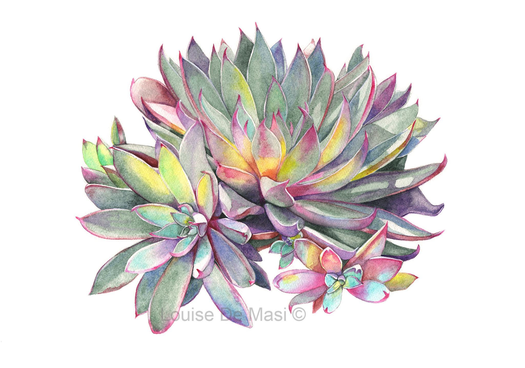 Succulent -PS-S316-reduced for Etsy..jpg