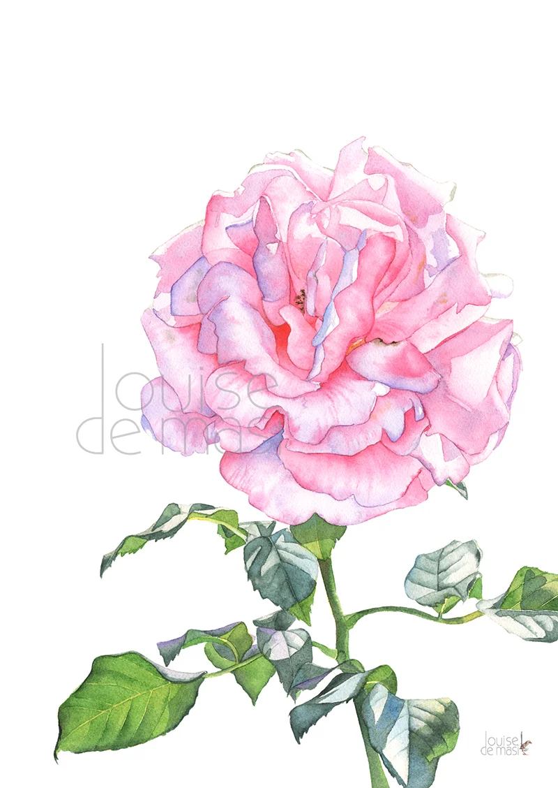 Rose pink for summit pixel reduced.jpg