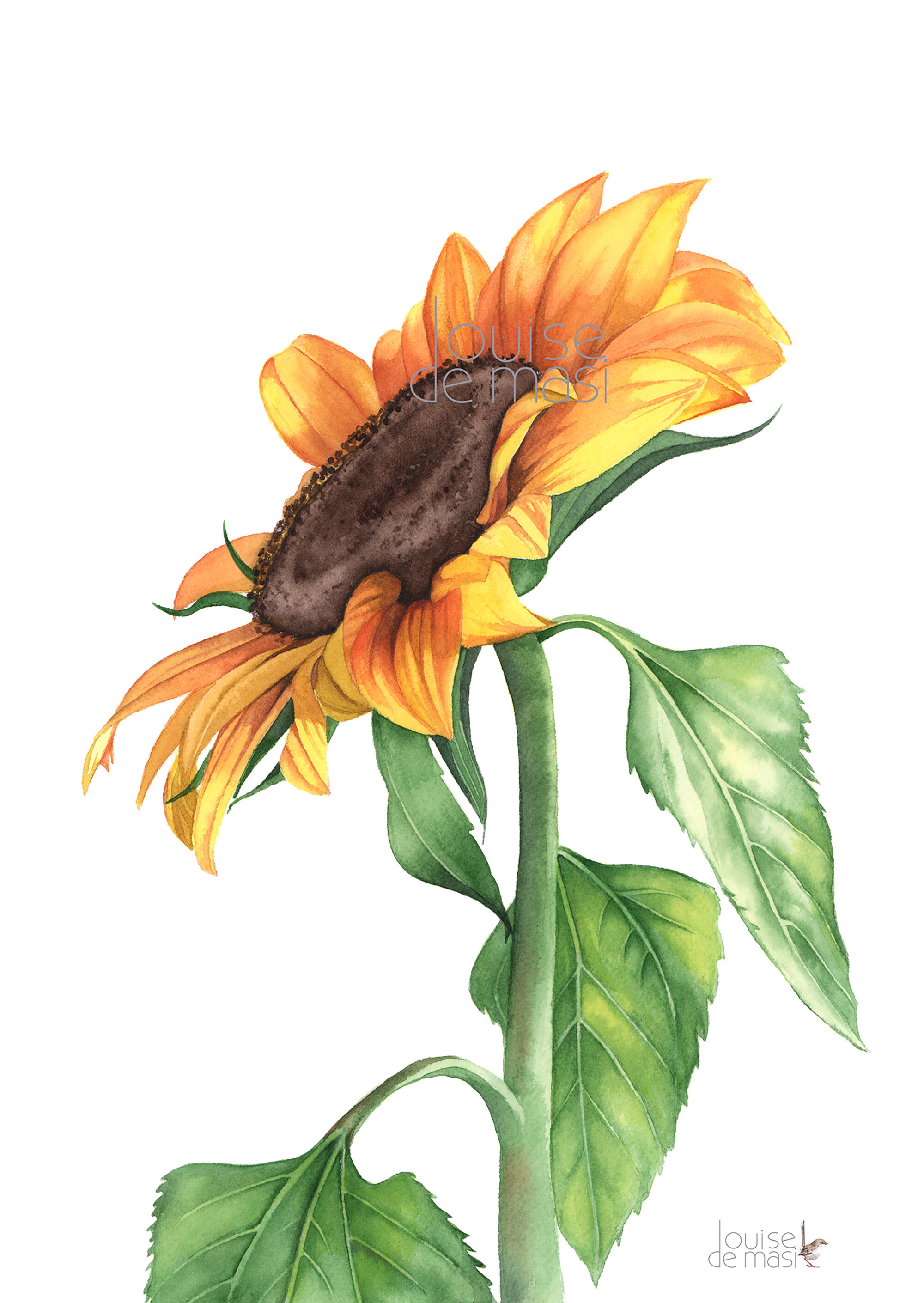 Sunflower - Intermediate to Advanced