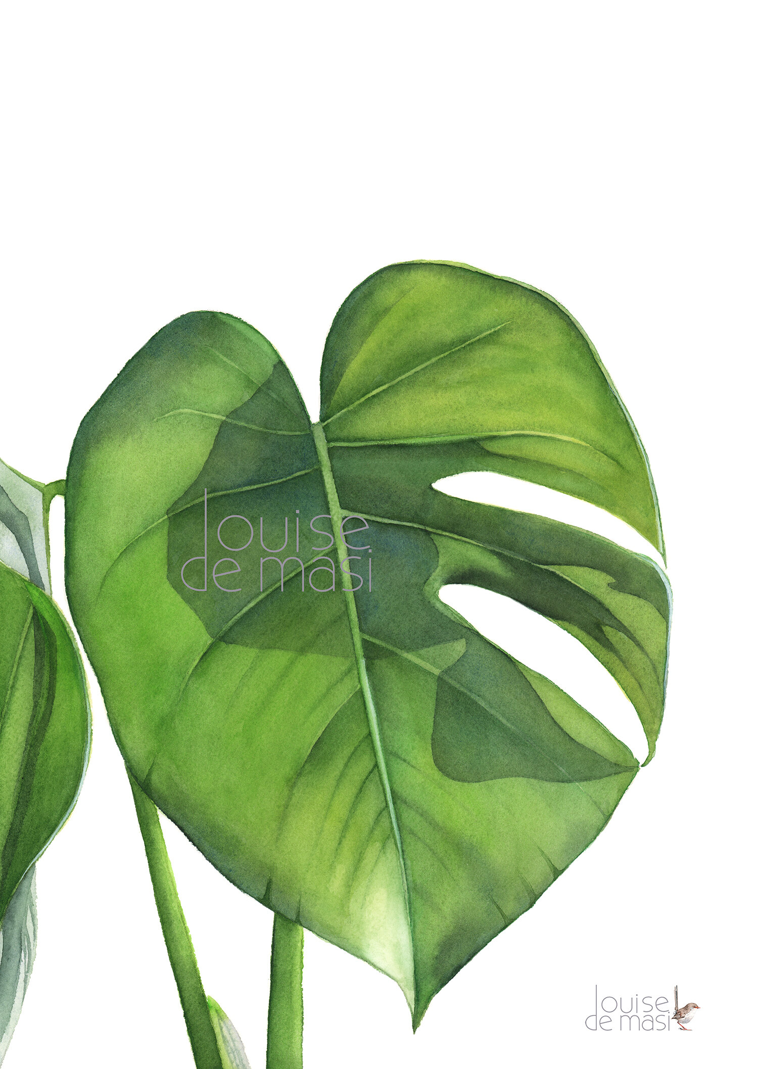 Monstera Leaf - Intermediate