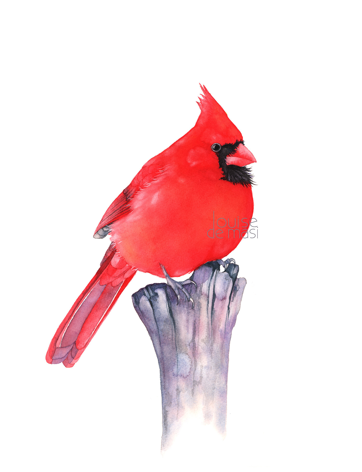 Cardinal - Beginner to Intermediate