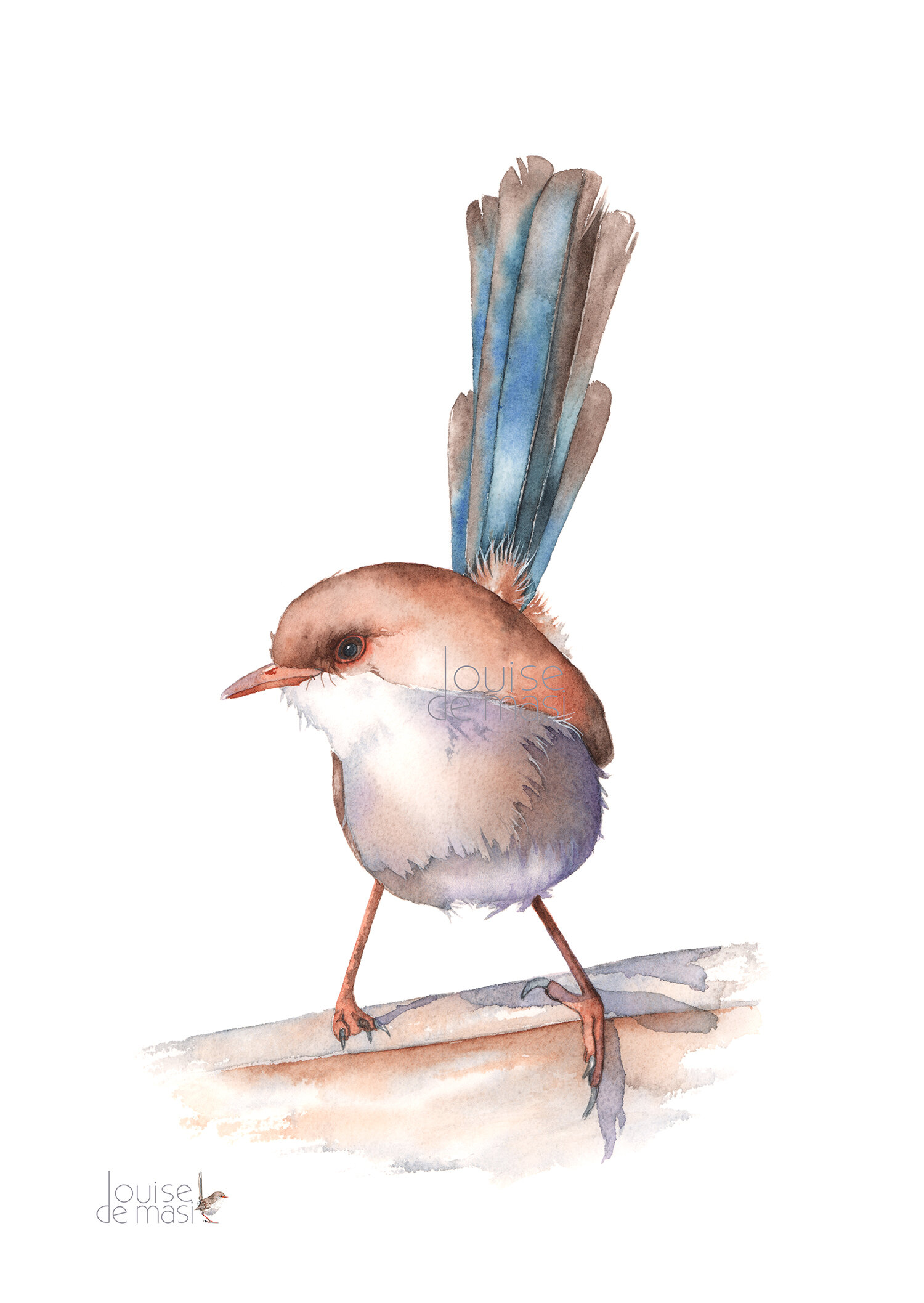 Fairy Wren - Beginner to Intermediate