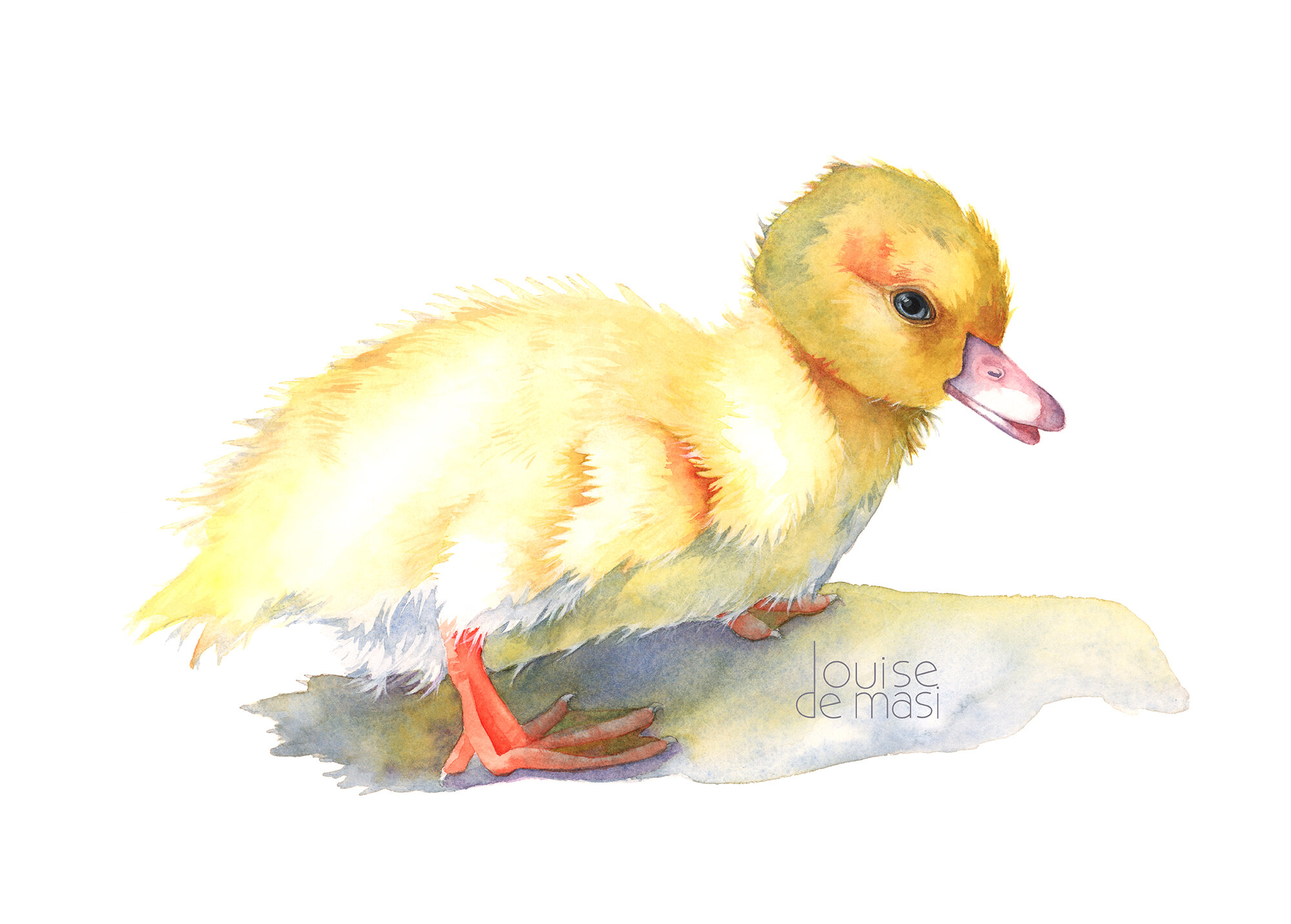 Duckling - Intermediate