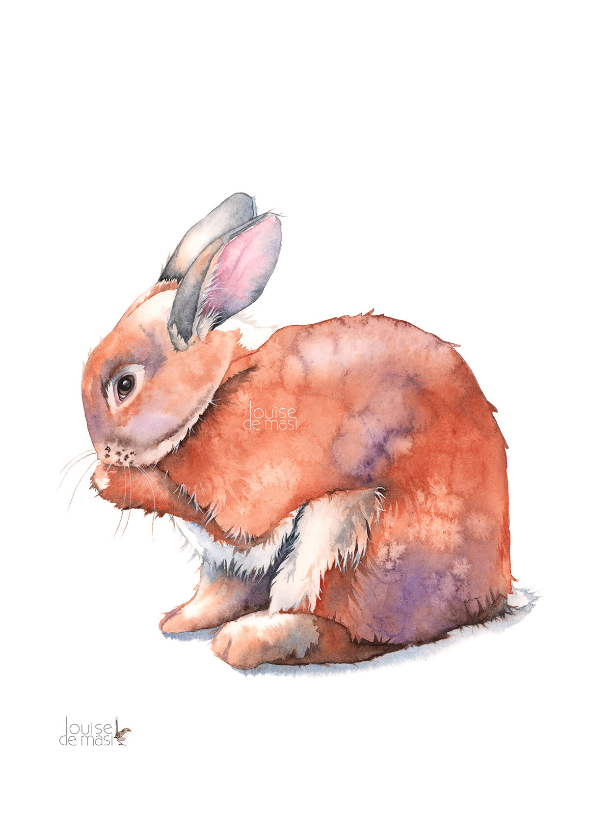 Rabbit - Intermediate